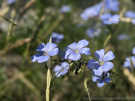 astrid-eclipse Foto Nude Leaked OnlyFans 16