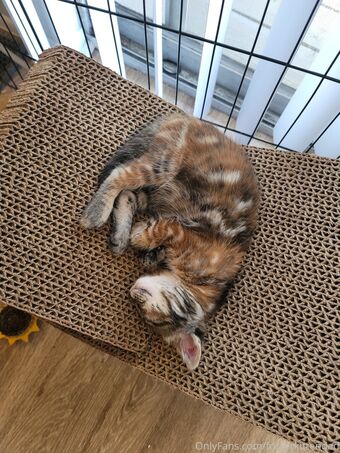 fosterkittendad