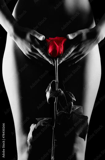 Red Rose