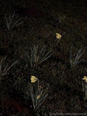 saviorcat Foto Nude Leaked OnlyFans 30