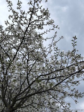 saviorcat Foto Nude Leaked OnlyFans 33